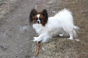 Dog Pet Mammals Animal