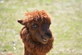 Brown alpaca on the grass