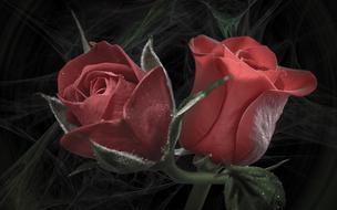 Rose Flower Love