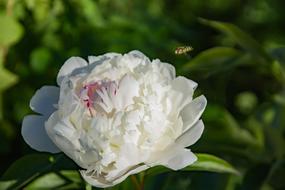 Nature Flower Peony White