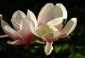 Flower Nature Plant