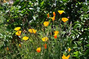 Flowers Yellow Nature