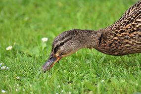 Mallard Cute Nature