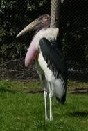Marabou Stork Zoo Blijdorp