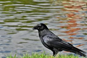 Crow Raven Bird