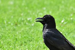 Crow Raven Bird