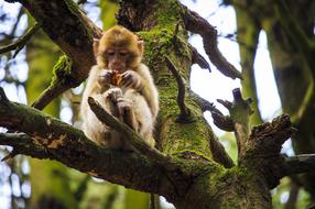 Monkey Baby Barbary Ape