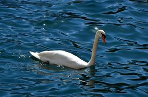the swan in the water is blue