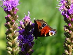 Butterfly Nature Close Up