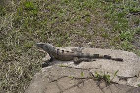 Reptile Nature Lizard