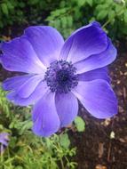 Blue Anemone Flower