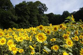 field in ukraine