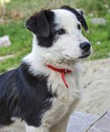 Puppy Dog Sheep Black And