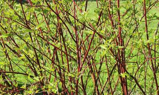 green foliage with red
