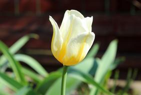 Nature Plant Tulip