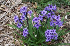 Hyacinth Purple Spring