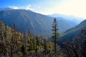 high forest landscape