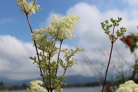 Wild Flowers Clouds Sky
