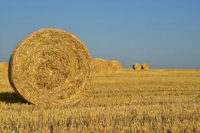 Hay Straw Harvest
