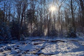 Snow Trees Sun