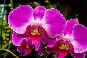 the orchid is large and homely