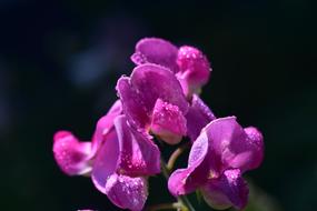 Ziererbse Pea Flower Color Close up