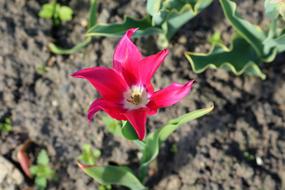 Tulip Boost Spring Full