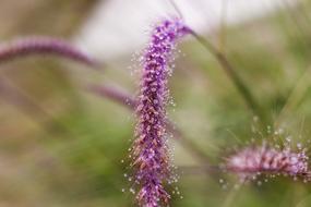 Drops Tomorrow Nature