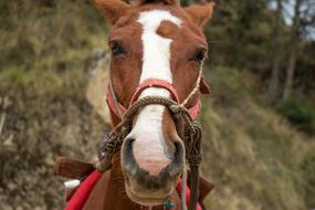 a horse on a red leash