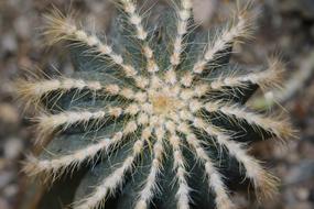 Cactus Nature macro blur