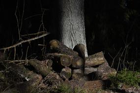 Wood Tree Nature
