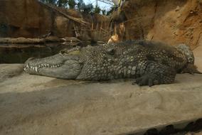 Crocodile Predator Zoo