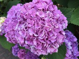the flowers are beautiful gorgeous