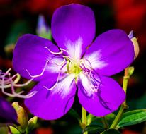 Te Male Flowers Nature Purple