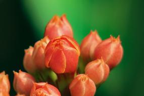 Spend Long Jeon Nature Plant