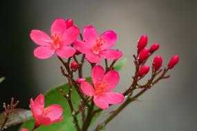 Nature Plant Flower