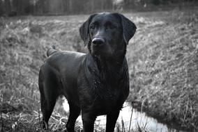 Black dog by the river