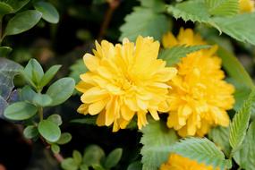 Yellow Flower Flowers Close-Up