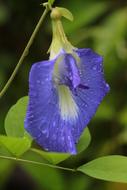 one flower mini blue