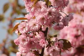 Ornamental Cherry Prunus Spring