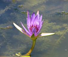 water flower wet