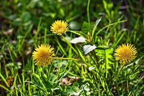 Dandelion Flower Plant