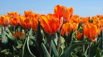 many field flowers