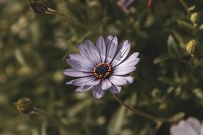 nature is one flower