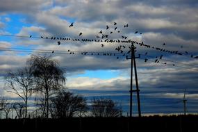Birds Pigeons Flying