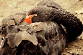Nature Bird Wild World