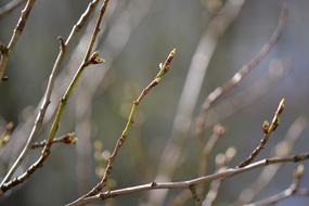 Tree Spring Nature macro blur