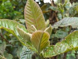 Leaf Nature Plant