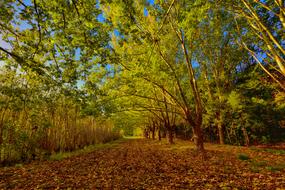 Tree Nature Wood