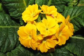 Nature Leaf Flora